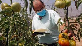 Santiago García Martínez, investigador del Centro de Investigación e Innovación Agroalimentaria y Agroambiental de la UMH, inspecciona varias matas de tomateras.