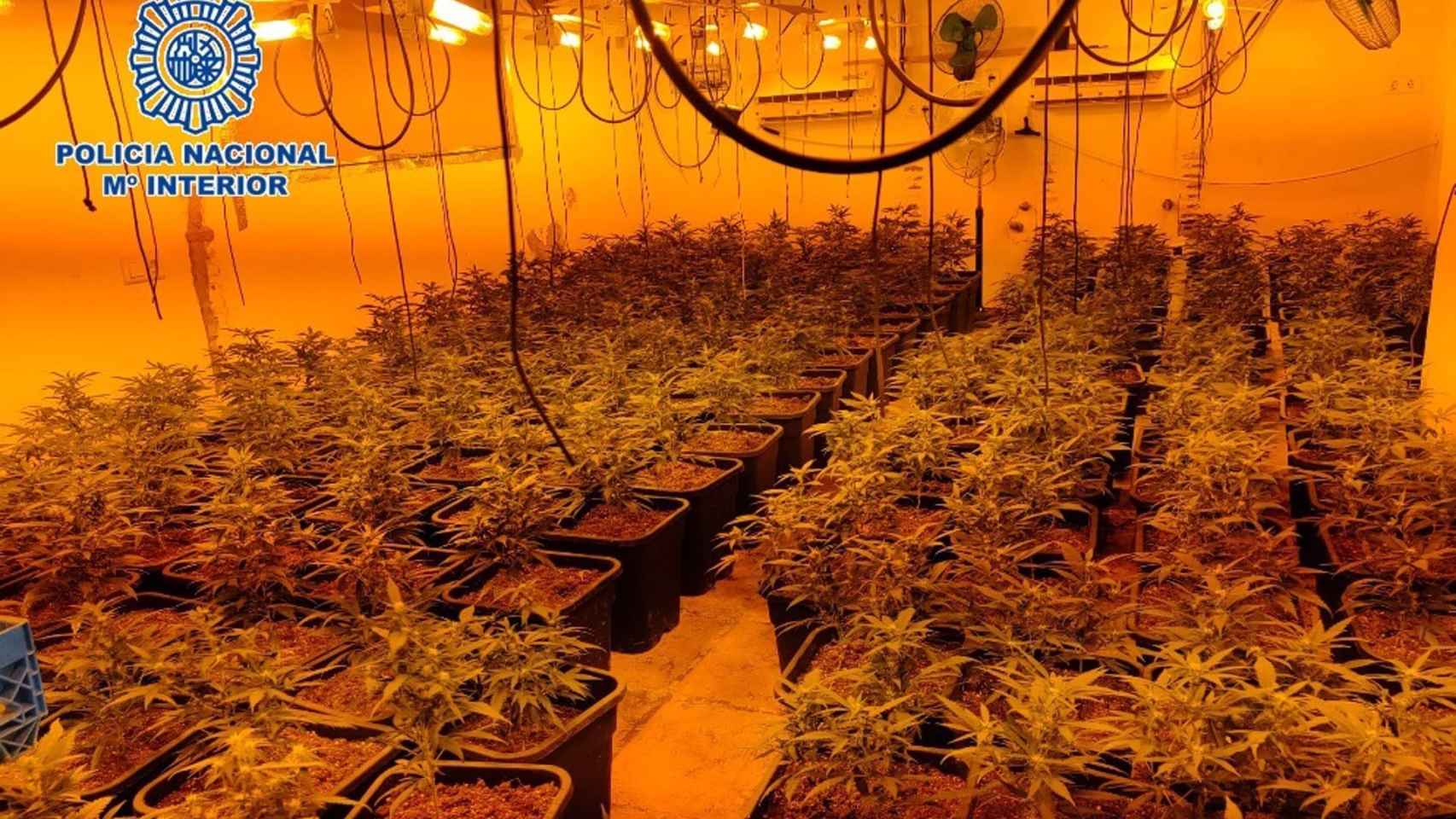 Imagen de la plantación de cannabis