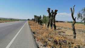 Así han quedado los olmos en la carretera del Salobral, en Albacete
