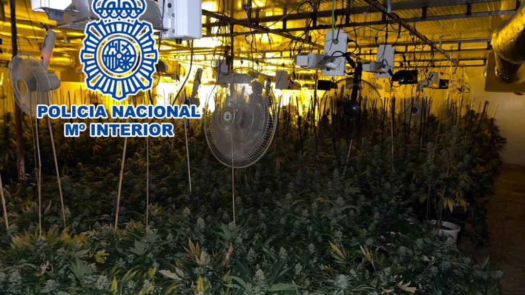 La nave industrial albergaba una plantación de marihuana.