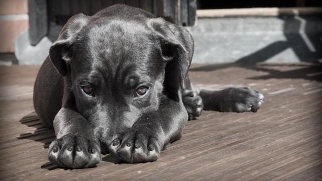 Por qué los perros se lamen sus partes