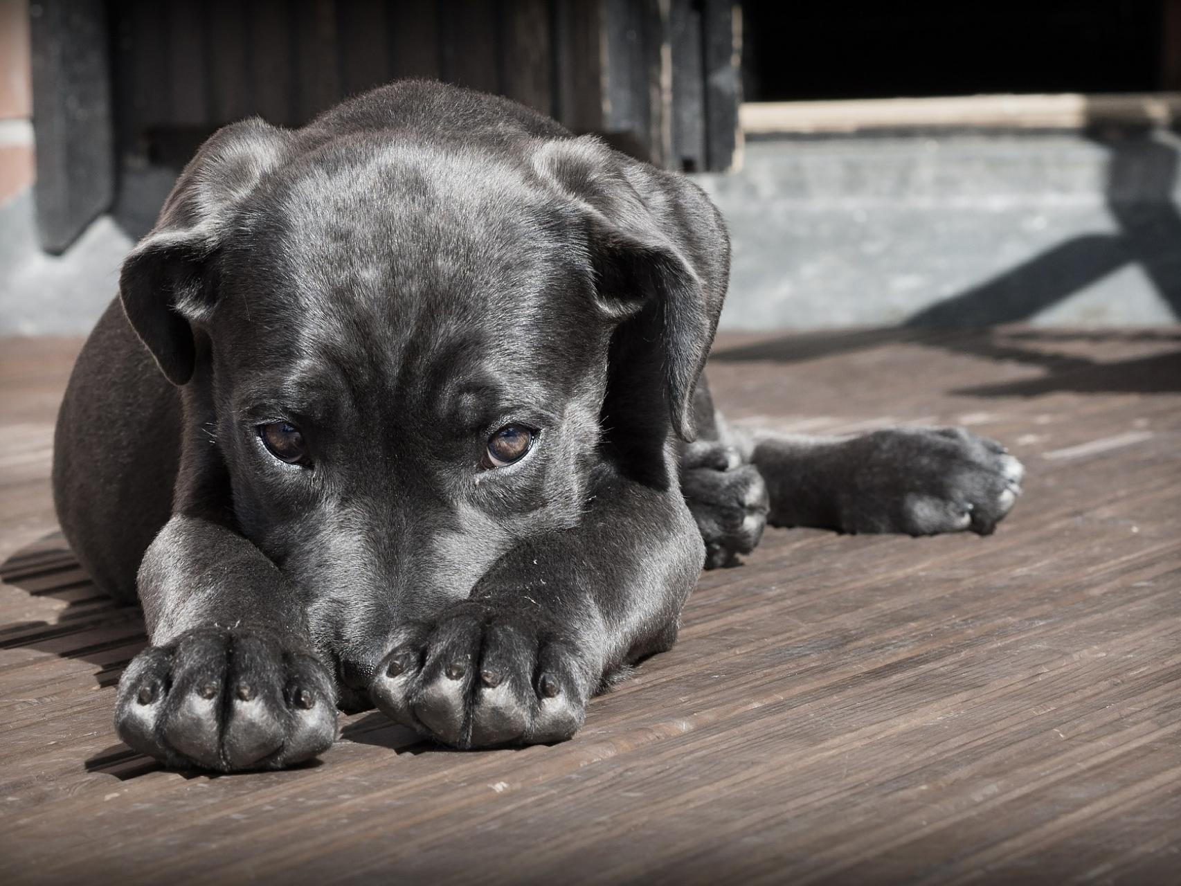 Por qué los perros se lamen sus partes íntimas