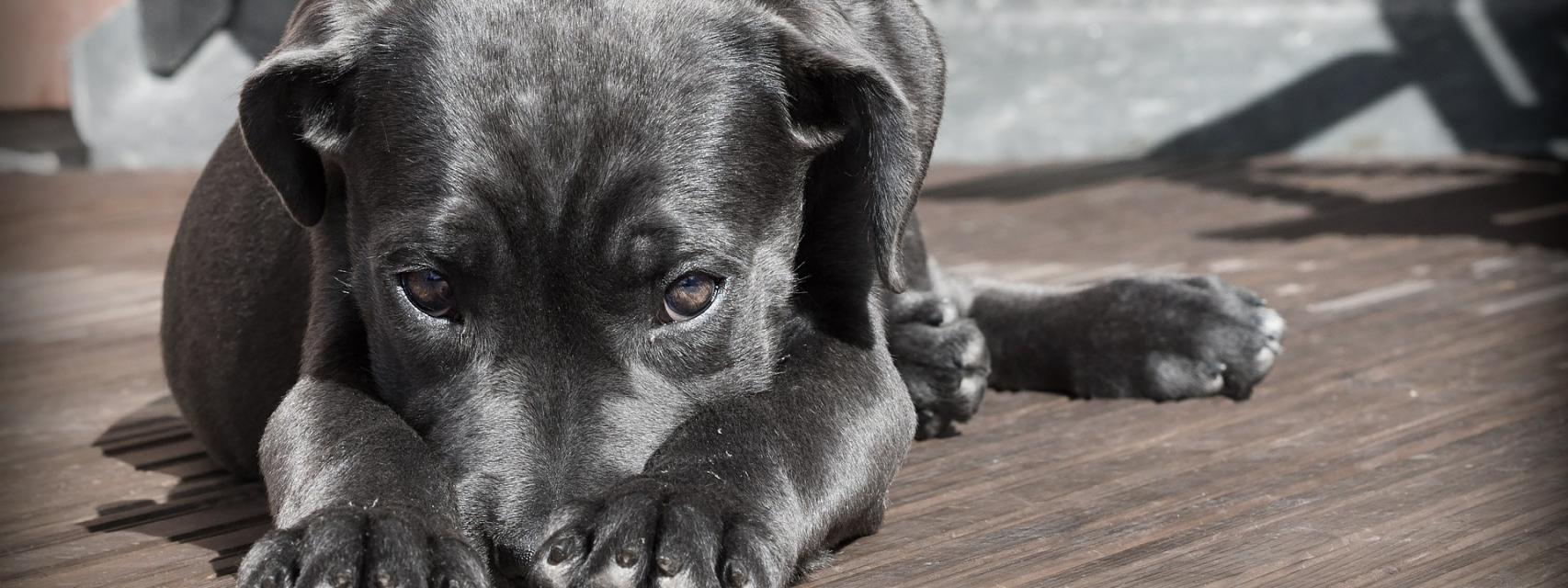 Por qué los perros se lamen sus partes íntimas