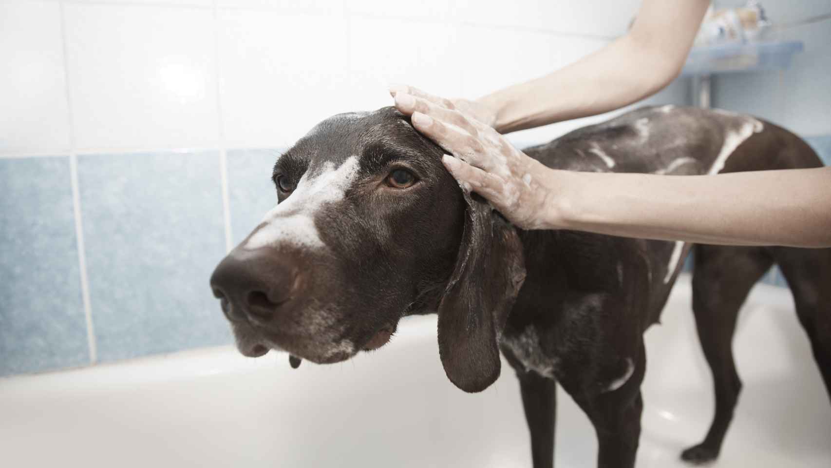 ¿Cada cuánto tengo que bañar a mi perro?