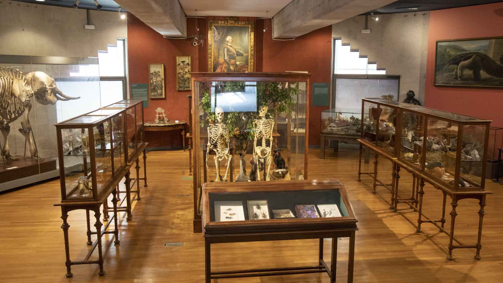 El museo tiene una sala que recrea el Real Gabinete de Historia Natural.