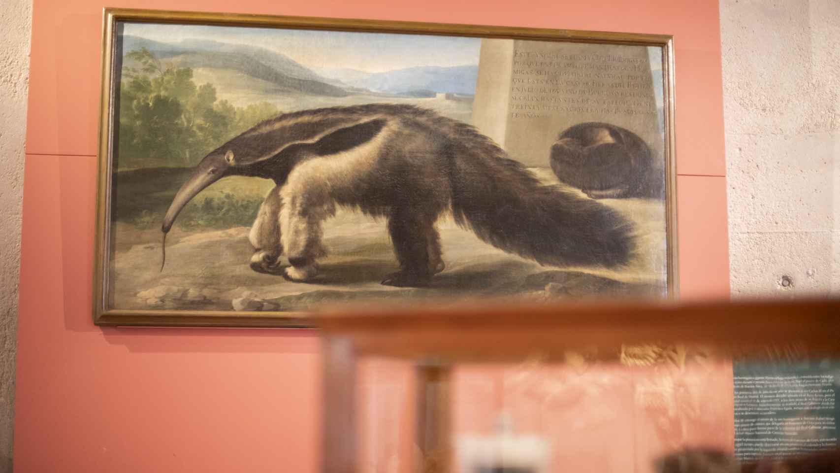 El cuadro de la osa hormiguera se expone en la sala dedicada al Real Gabinete de Historia Natural.