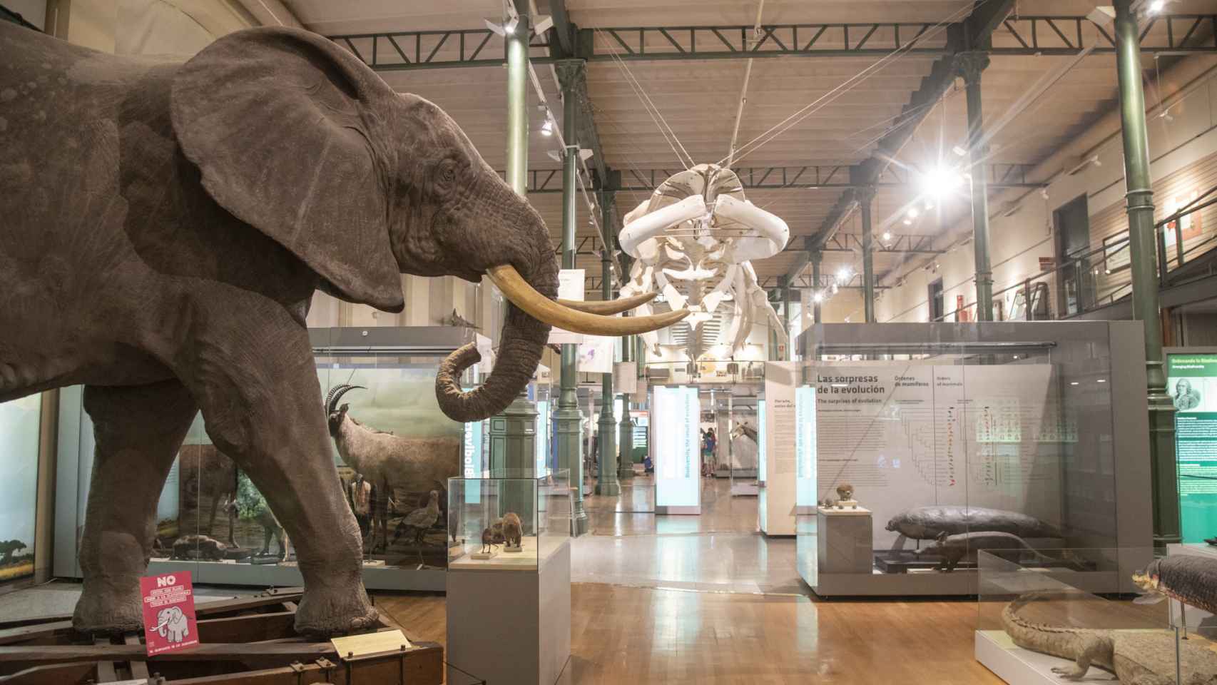 El elefante africano naturalizado domina el espacio central del museo.