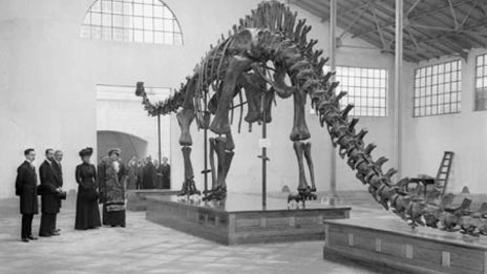 Una imagen de los primeros tiempos del diplodocus en el museo.