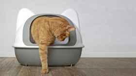 Los mejores areneros para gatos con los que asegurar una mayor limpieza
