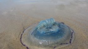 El roce con una medusa o la picadura de un insecto pueden arruinar una salida al aire libre.