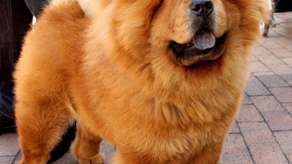 Chow Chow