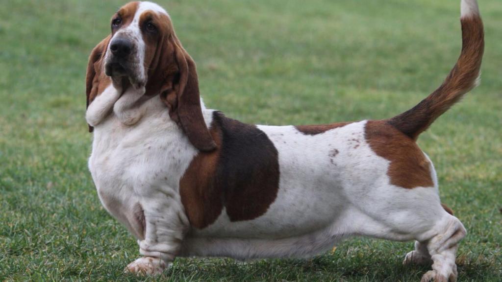 Basset Hound