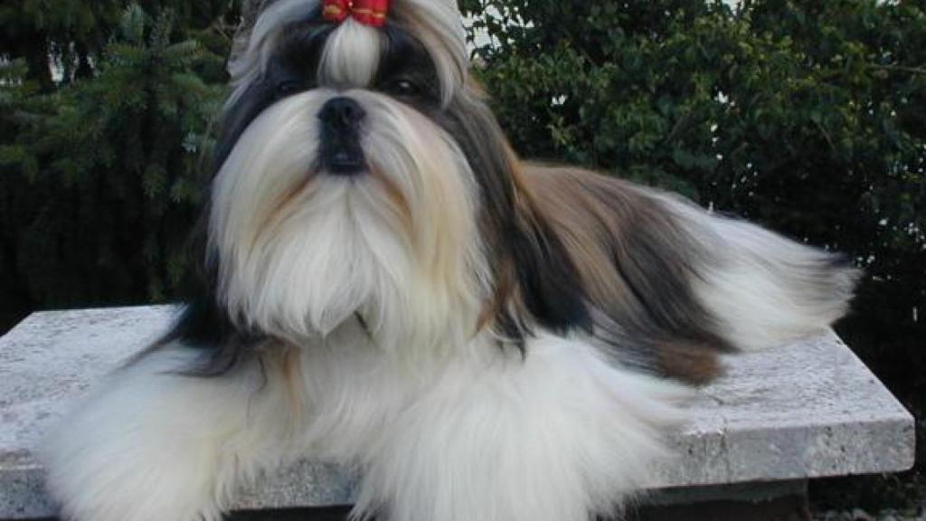 Shih Tzu