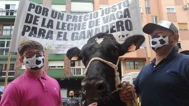 Concentración de ganaderos en Málaga por el precio de la leche.