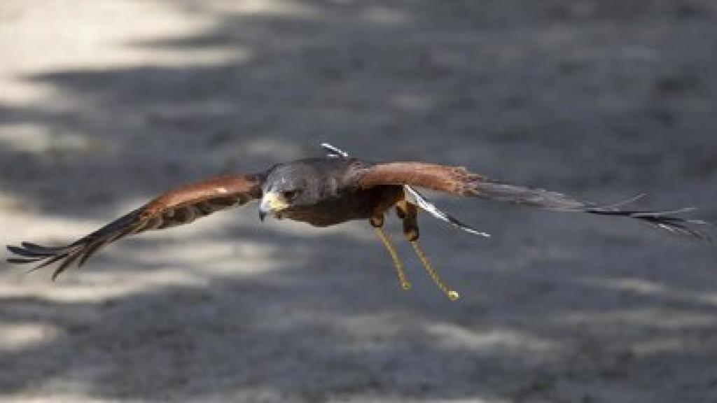 Aves en balsas de riego