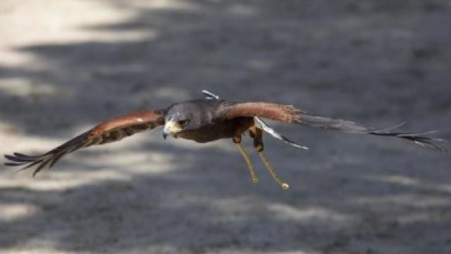 Aves en balsas de riego