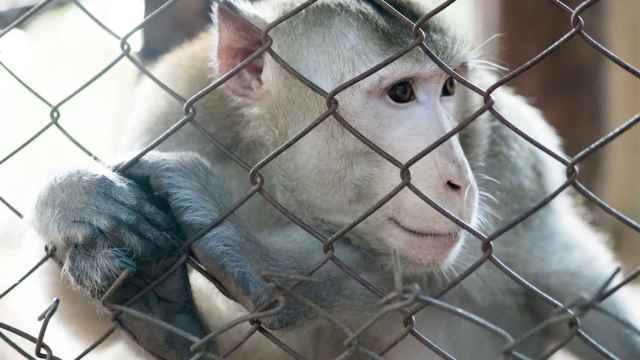 Un macaco como los usados para la experimentación biomédica.