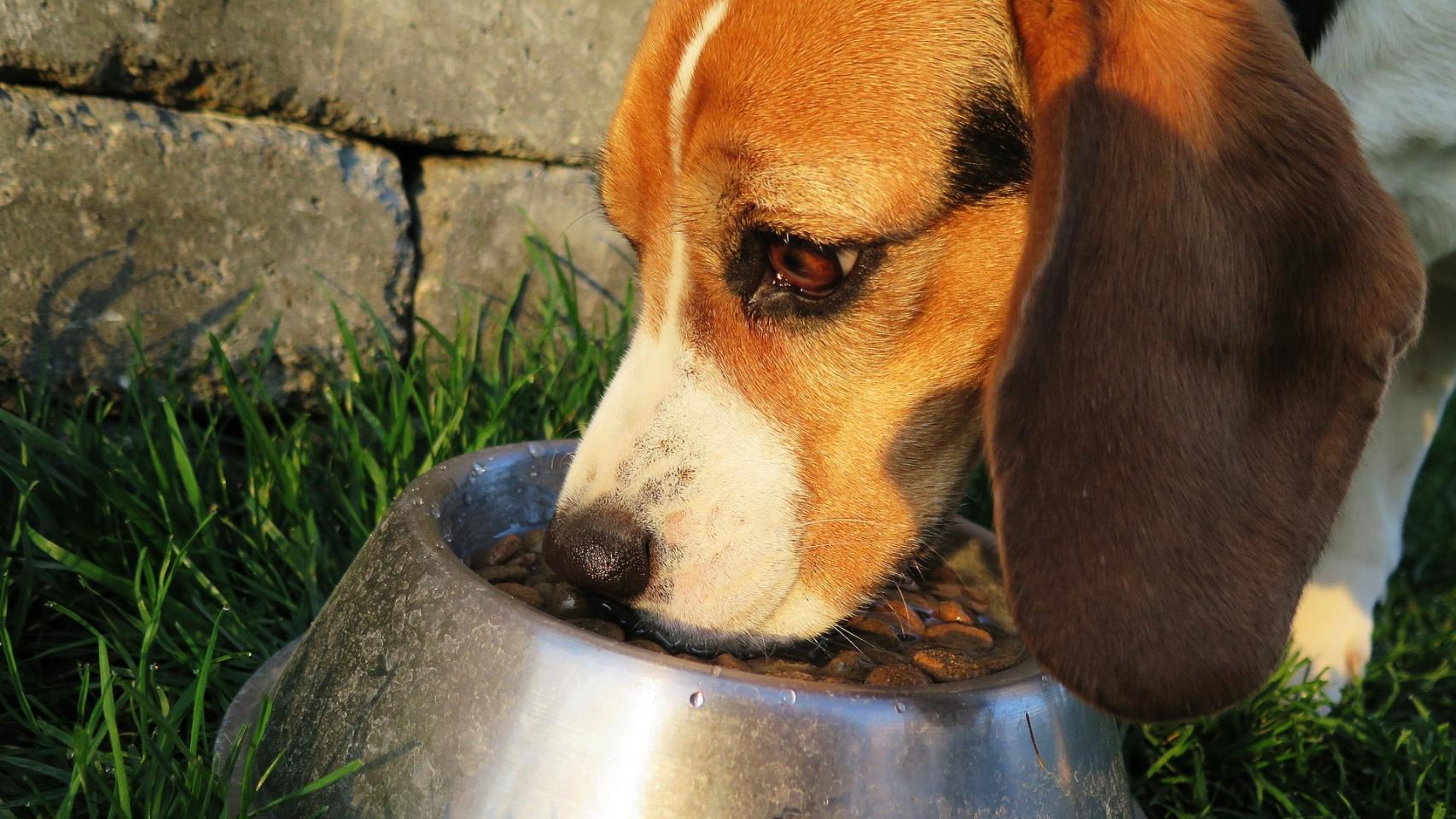 cómo se hace la comida casera para cachorros