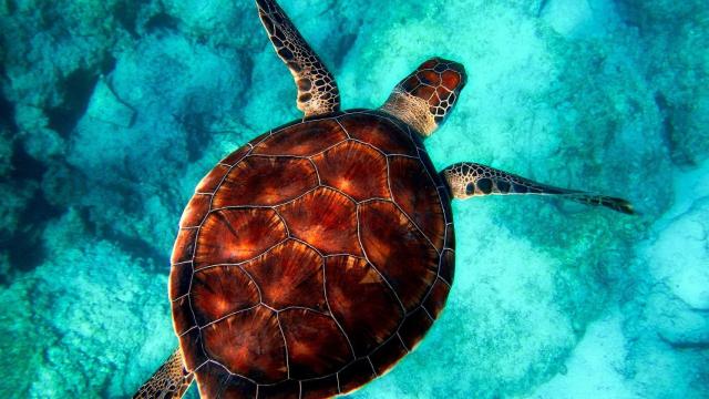 Estas son las diferencias entre tortugas de agua y de tierra