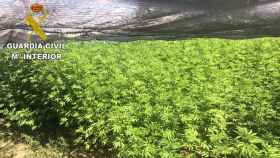 Encuentran más de 500 plantas de marihuana en una finca cerca de Talavera.