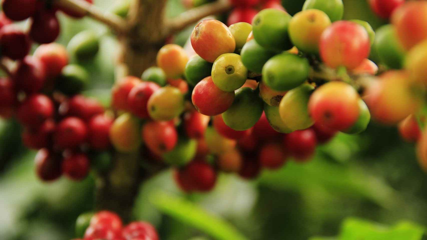 Xpander certificará ahora la trazabilidad del café ecológico de Colombia.