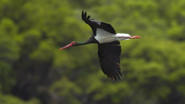 Nuevo proyecto de FNyH para la protección de tres especies estrella de la biodiversidad en CyL.