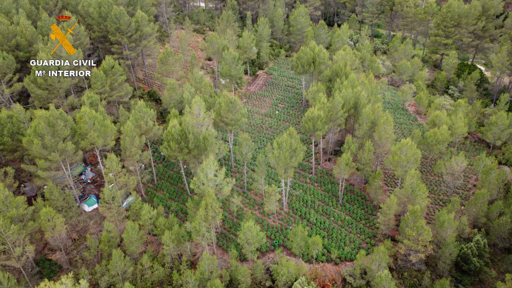 Un 'bosque' oculto de marihuana en Valencia: la Guardia Civil requisa 29.000 plantas en 2 pueblos.