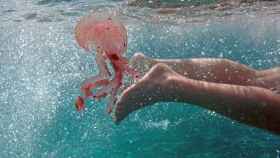 Una medusa pasa cerca de un bañista.