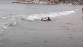 Un tiburón de dos metros sorprende a los bañistas de la playa de Poniente en Benidorm.