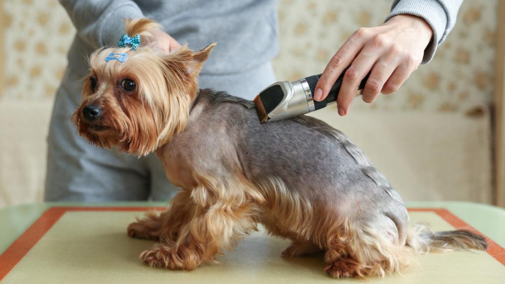 Ahorra dinero en la peluquería con las maquinillas cortadoras de pelo más vendidas