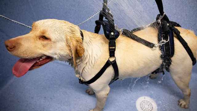 Un spa para nuestros amigos peludos: así es el balneario para mascotas de Tui (Pontevedra)