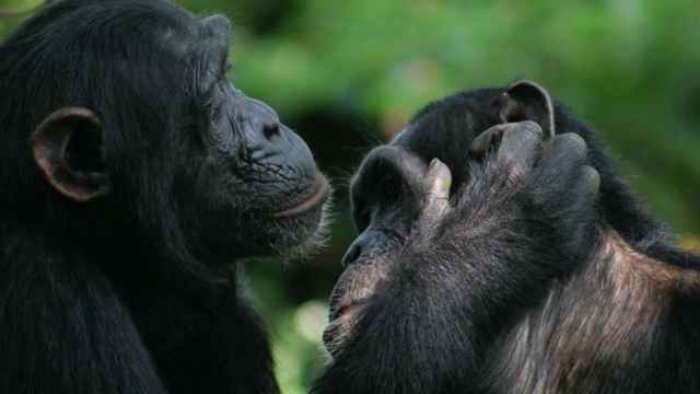 Los investigadores documentaron el uso de señales por parte de los simios para iniciar y finalizar sus interacciones.
