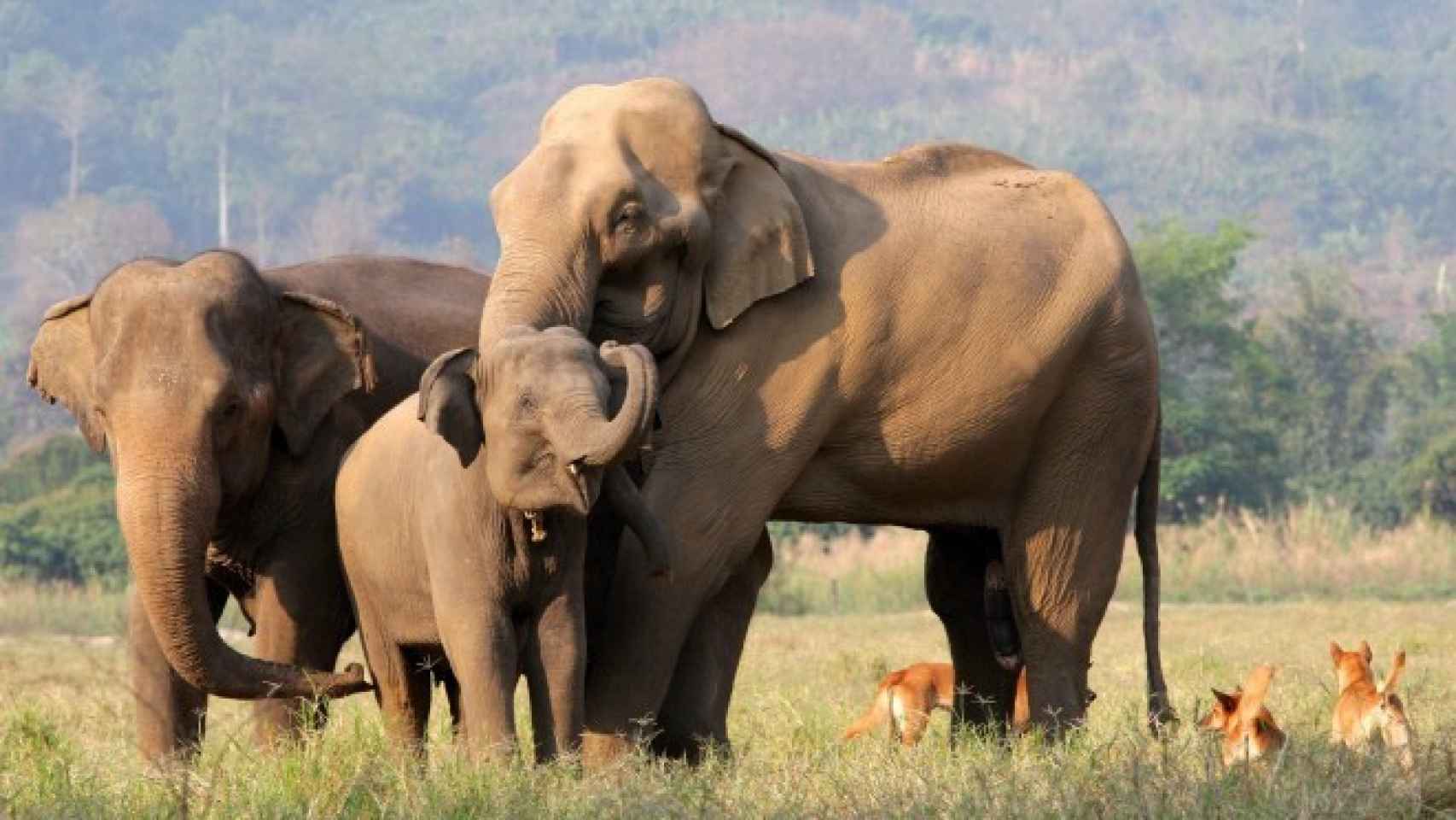 Elefantes en el Valle Mae Tang en Tailandia.