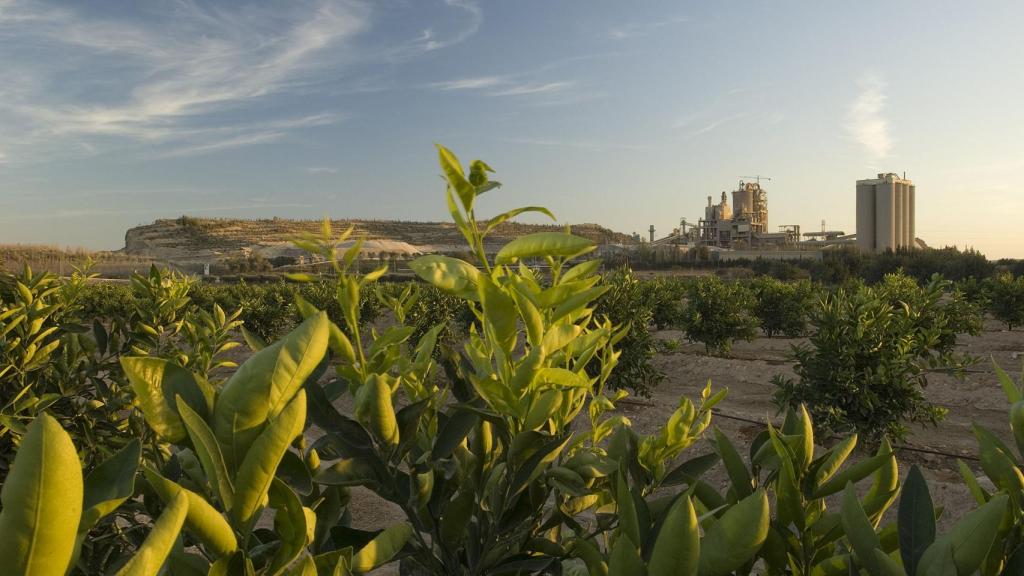 Vista de una plantación de naranjos cerca de una instalación de Cemex.