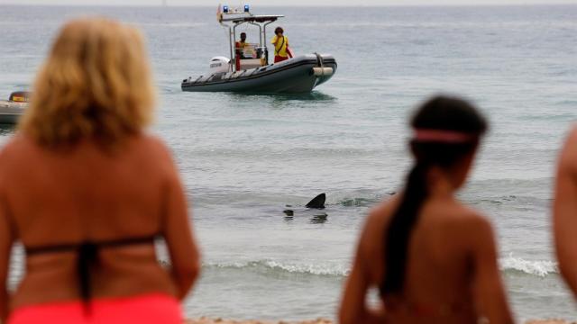 Aparece muerto en El Campello el tiburón de dos metros que sorprendió a los bañistas de Benidorm.