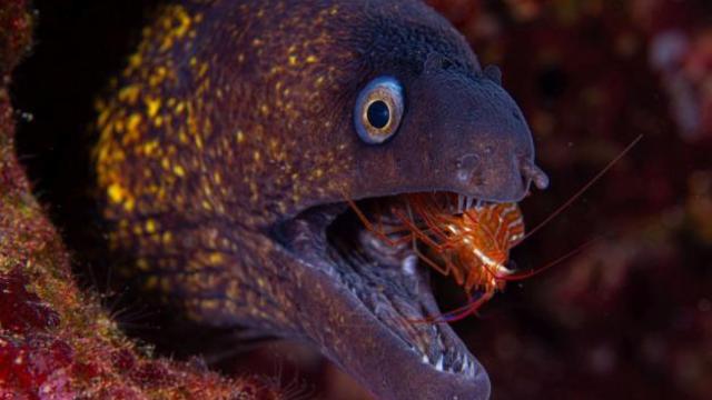 Tiburones, morenas, peces araña y con dientes de sierra: los monstruos marinos de Benidorm.