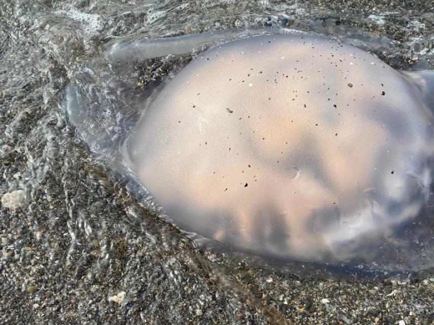 Una medusa en Rincón de la Victoria este lunes.