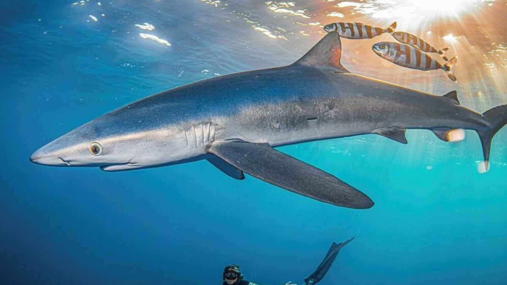 ¿Por qué murió el tiburón de Benidorm? Un experto habla de la ecología poco conocida de estos animales.