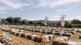 Las alpacas distribuidas en el recinto del Festival de la Luz en una imagen de la edición de 2020.