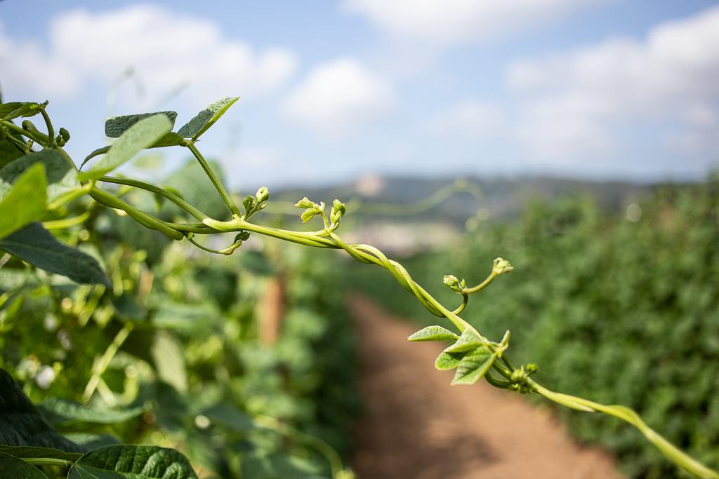 Faba de Lourenzá. Fotografía Catia Barbosa