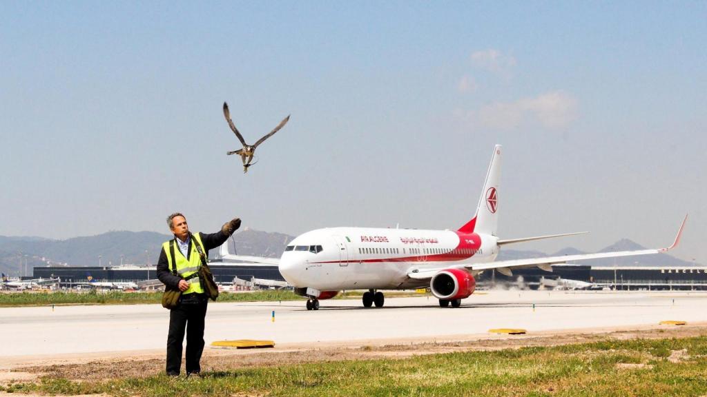 Imagen del servicio de control de fauna en un aeropuerto.