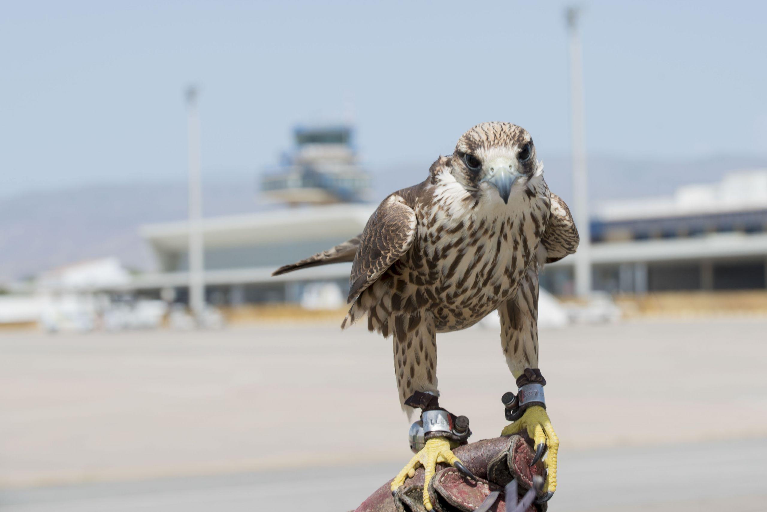 Un halcón del servicio de control de fauna en un aeropuerto (Aena).