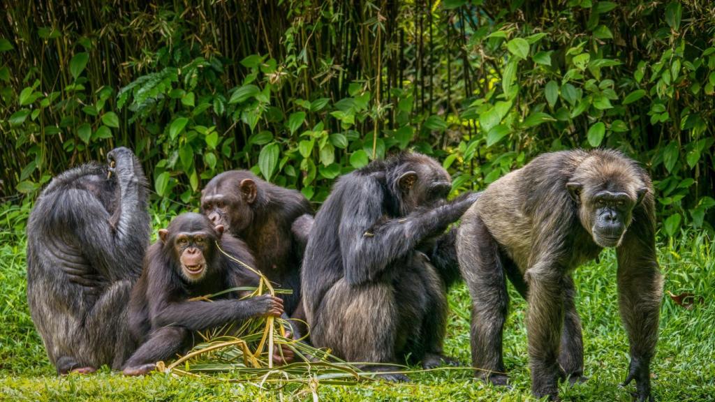 Un grupo de chimpancés.