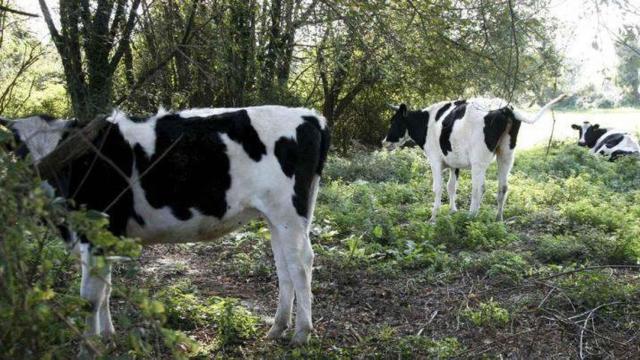 En peligro el ganado de la Sierra Norte de Guadalajara por el calor: