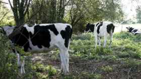 En peligro el ganado de la Sierra Norte de Guadalajara por el calor: