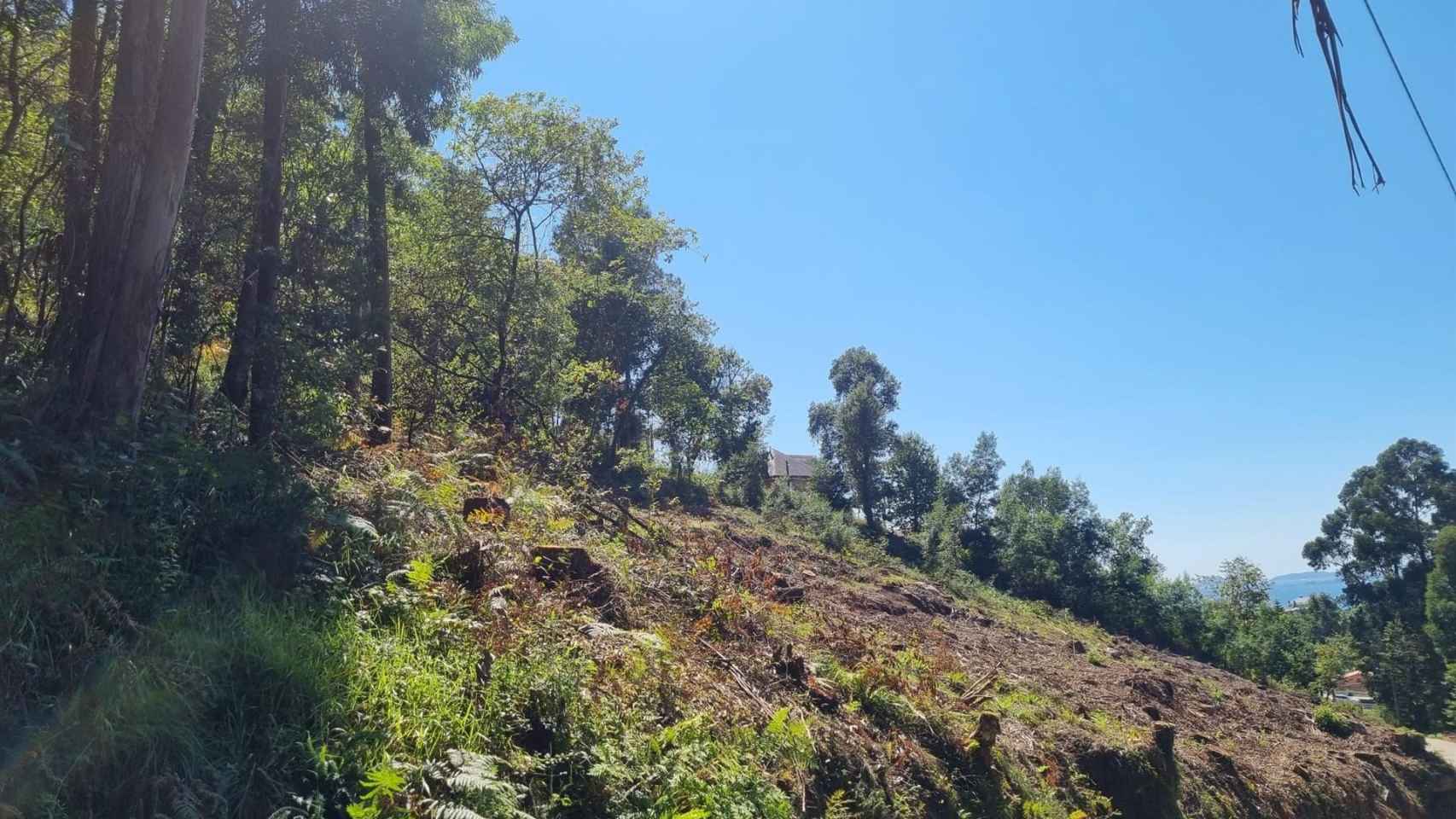 Denuncian una tala de árboles en la zona verde del Rego Fondón en Redondela (Pontevedra)