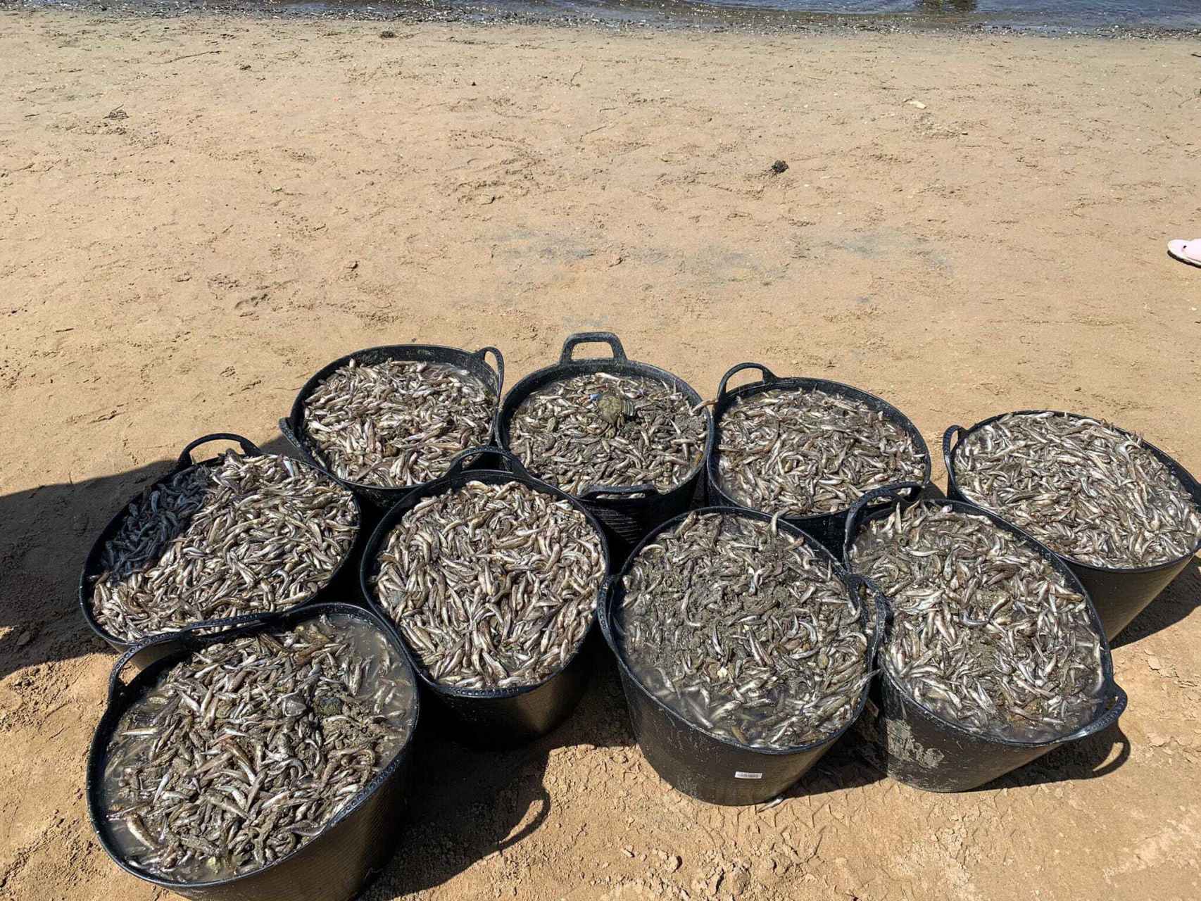Capazos con peces muertos recogidos en una playa del Mar Menor.
