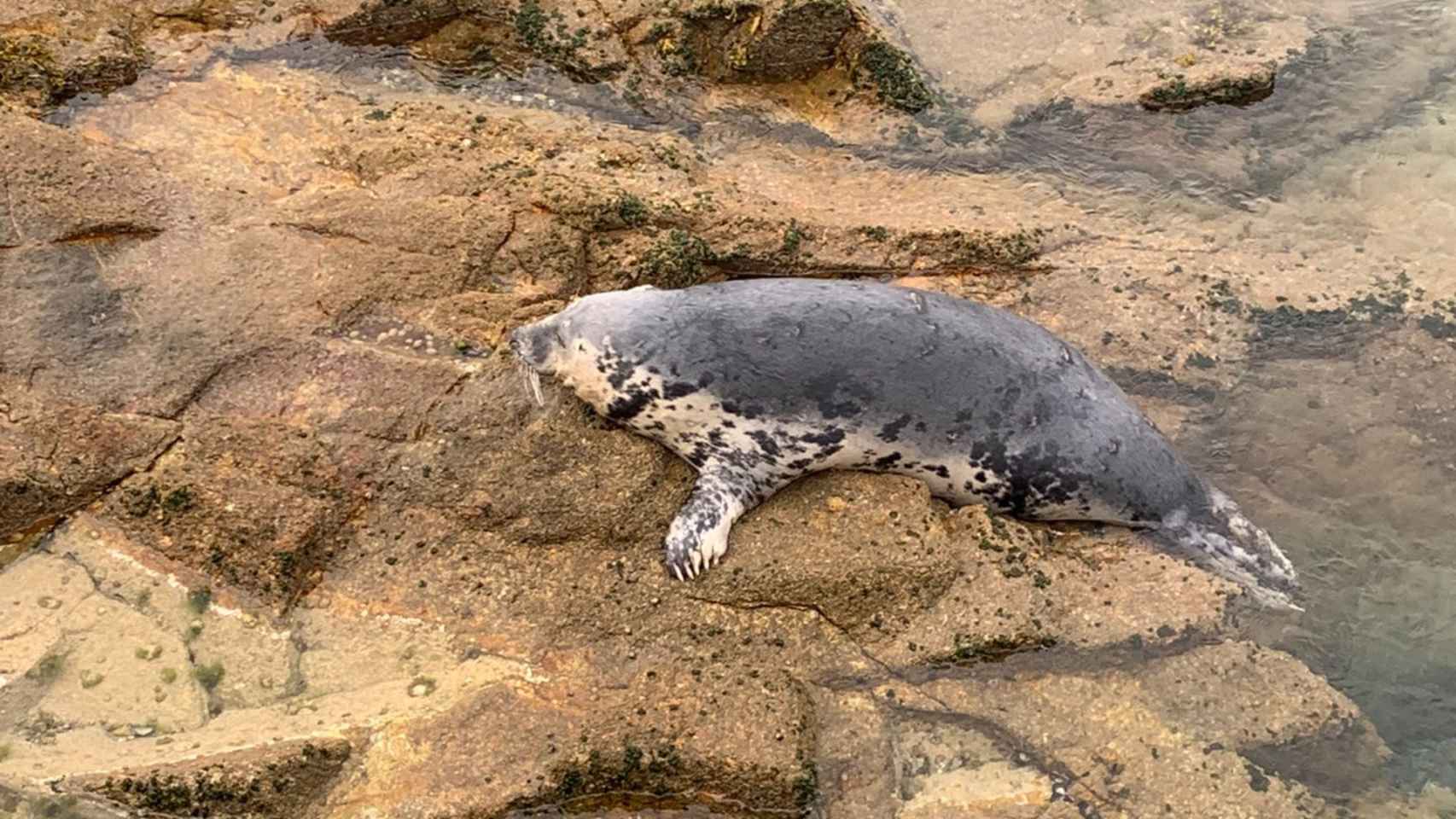 Cierran la playa de Canido, en Vigo, por la presencia de una foca
