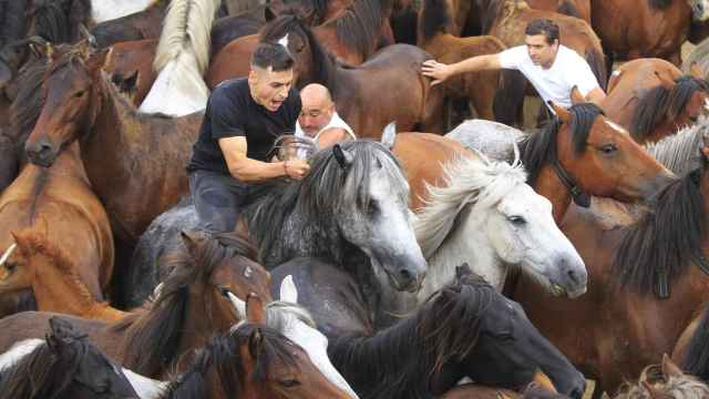 Rapa Das Bestas en Sabucedo, en Pontevedra.