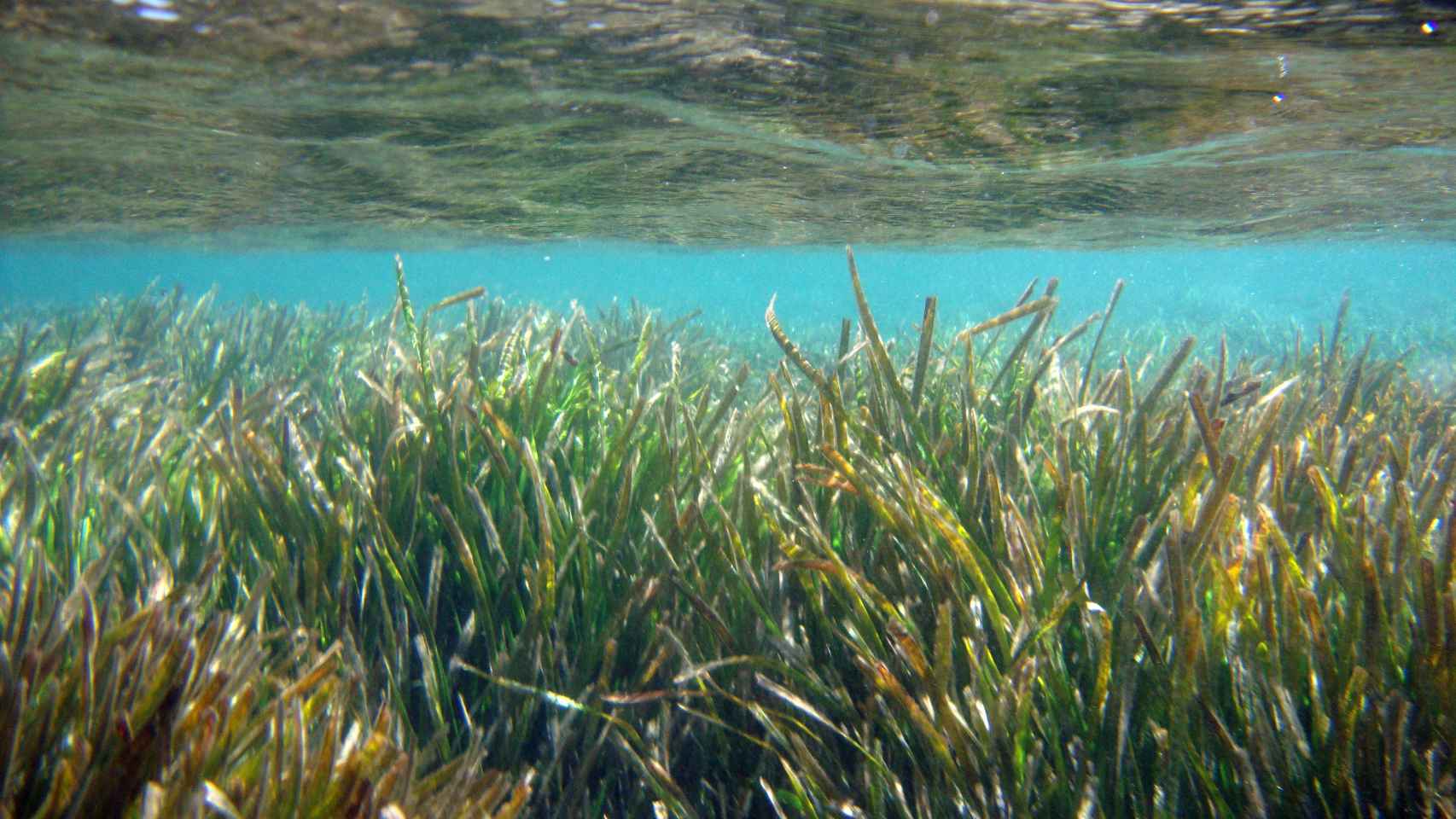 Ejemplo de especies protegidas como la Posidonia oceánica.